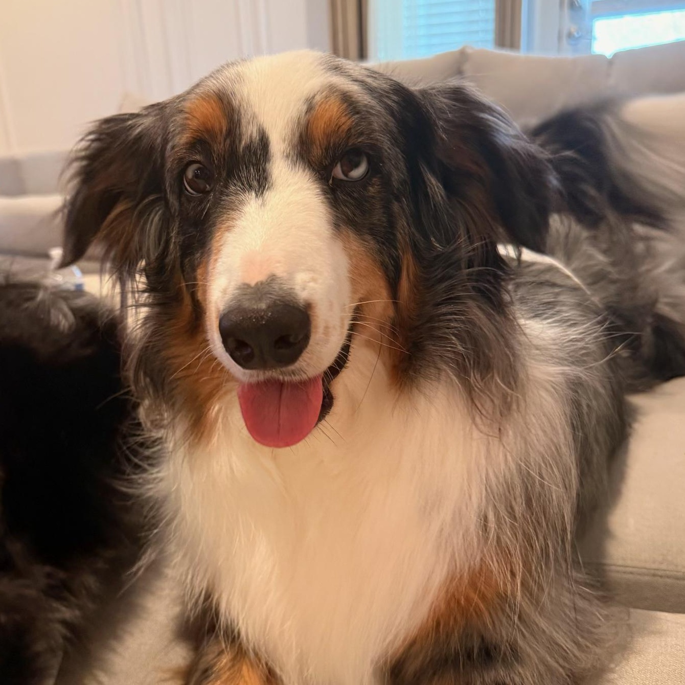 Cosmo (LC), Adoptable, Adult Male Australian Shepherd.