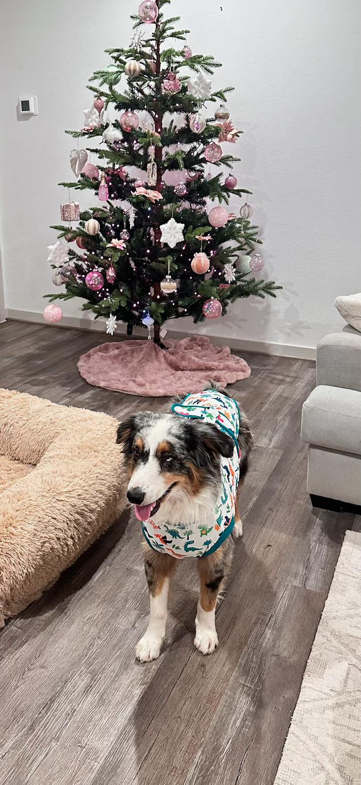 Enlarge Cosmo (LC), a Adoptable Australian Shepherd in Driftwood, TX image 3/3