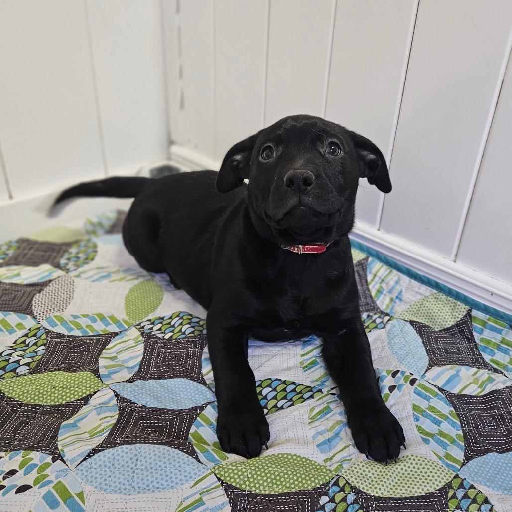 Charity, Adoptable, Puppy Female Labrador Retriever.