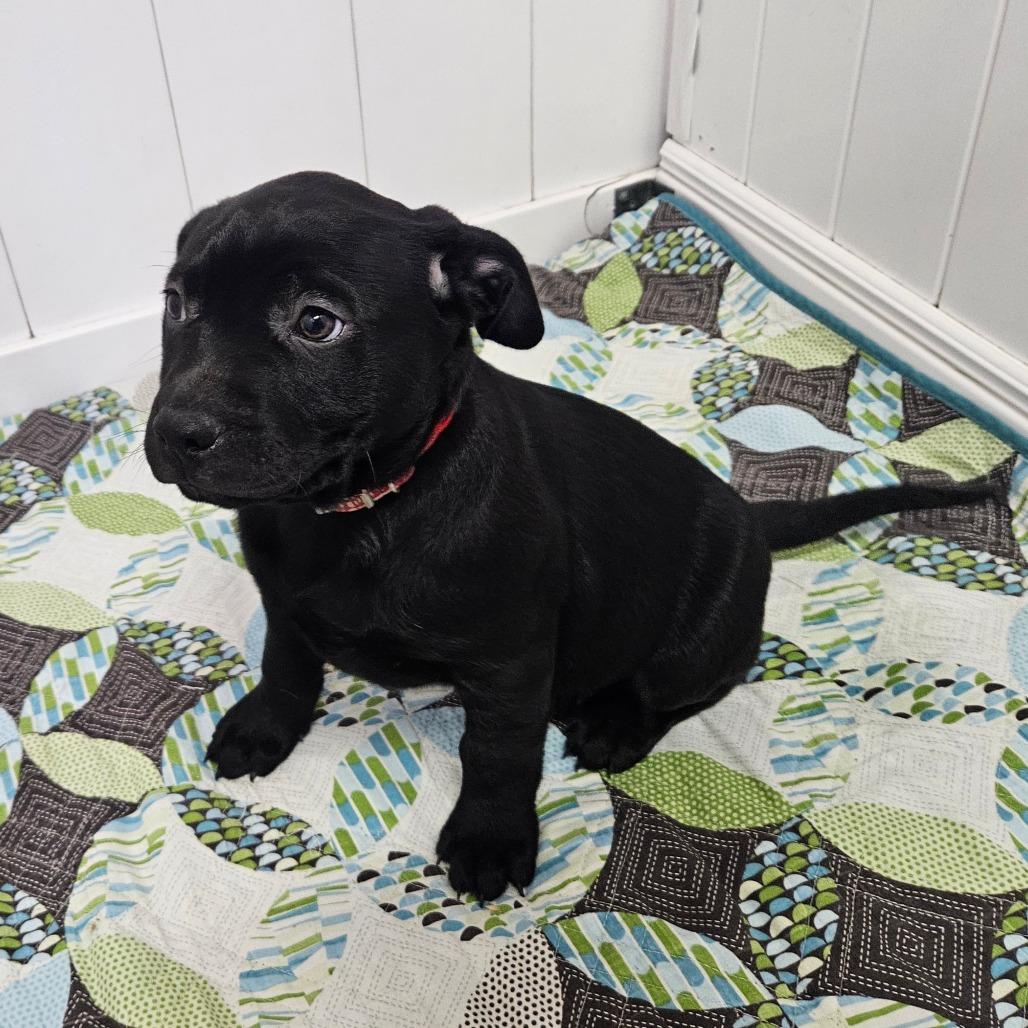 Enlarge Charity, a Adoptable Labrador Retriever in Springfield, MO image 2/6