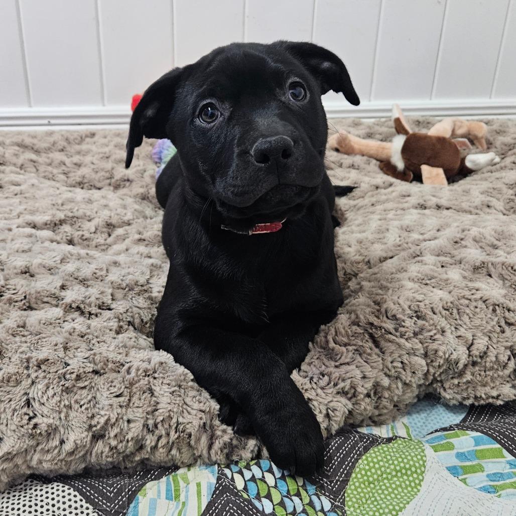 Enlarge Charity, a Adoptable Labrador Retriever in Springfield, MO image 3/6