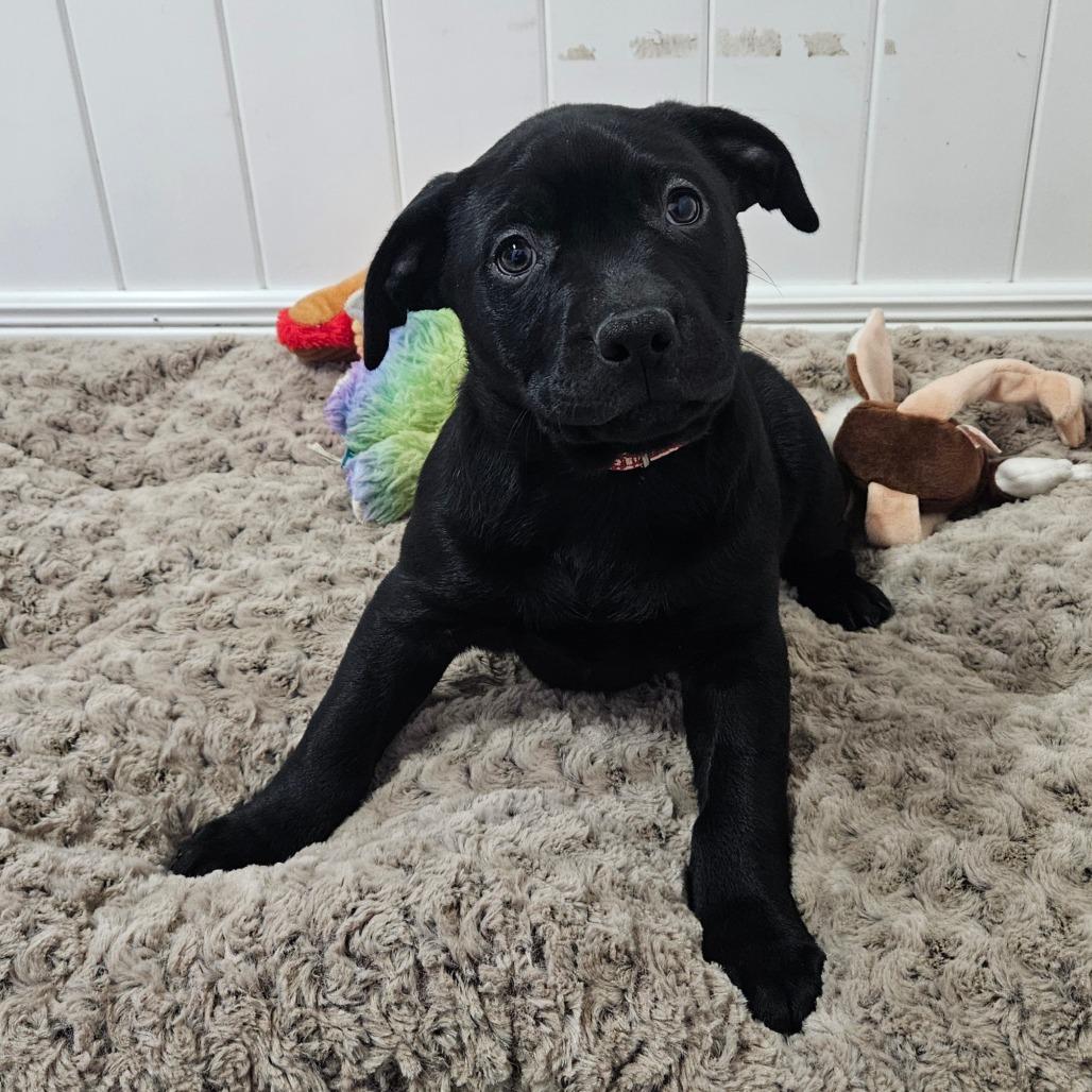 Enlarge Charity, a Adoptable Labrador Retriever in Springfield, MO image 4/6