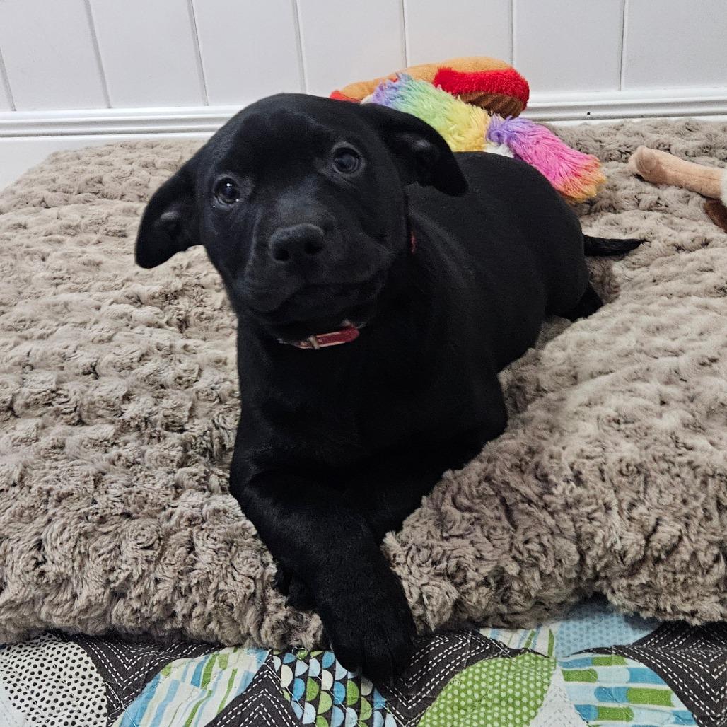 Enlarge Charity, a Adoptable Labrador Retriever in Springfield, MO image 5/6