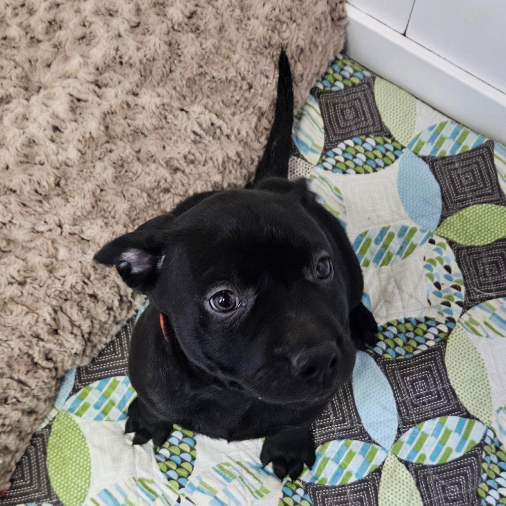 Enlarge Charity, a Adoptable Labrador Retriever in Springfield, MO image 6/6