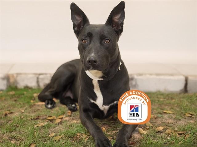 BABY, Adoptable, Young Female German Shepherd Dog & Mixed Breed.