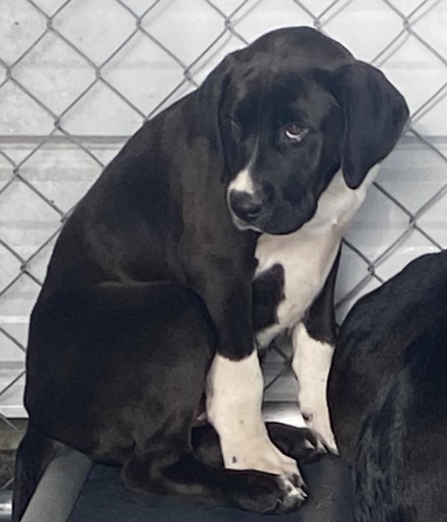 Enlarge Lilith, a Adoptable mixed breed in Swainsboro, GA image 1/1