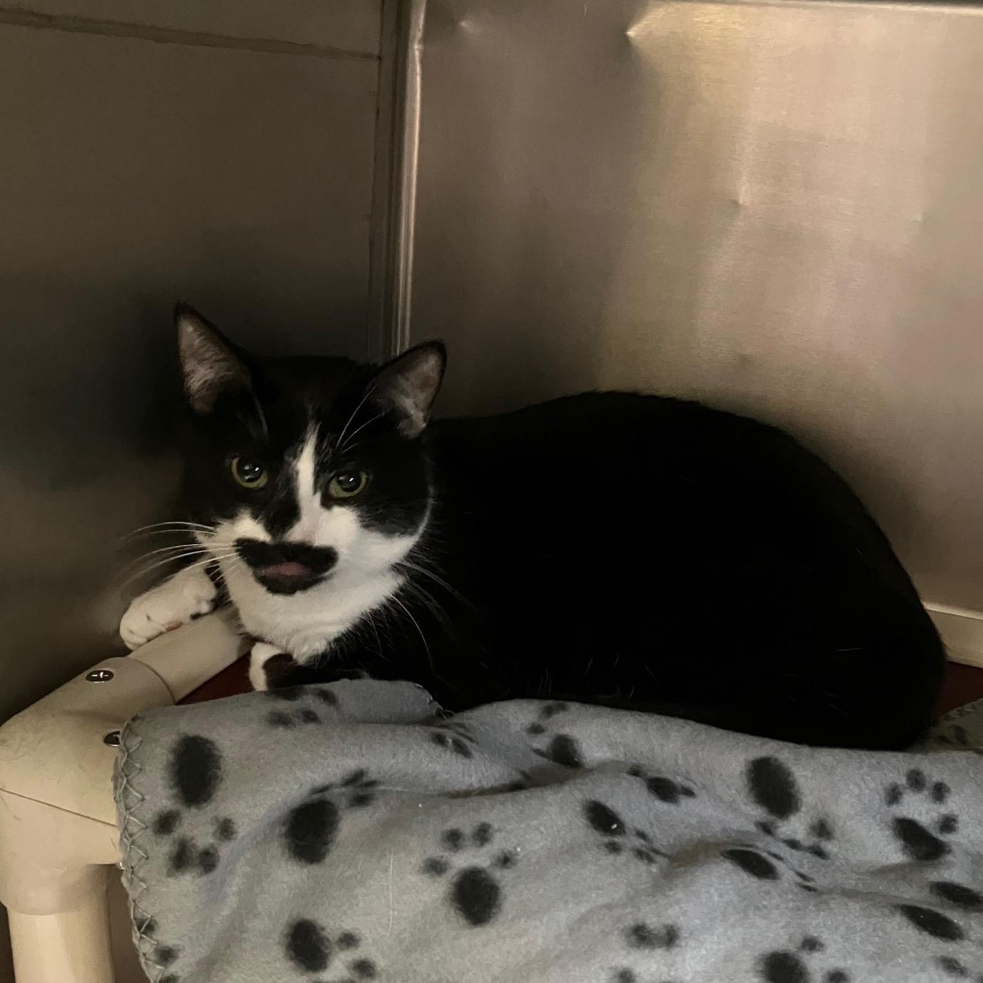 Astaire *In Prison Program*, a Adoptable Domestic Short Hair in Honesdale, PA image 2/3