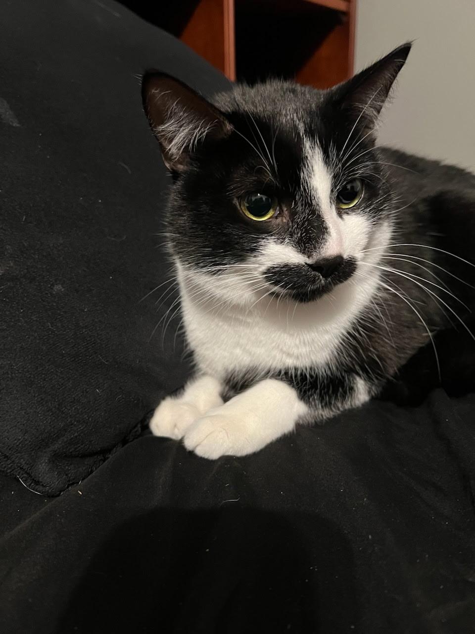 Astaire *In Prison Program*, a Adoptable Domestic Short Hair in Honesdale, PA image 3/3