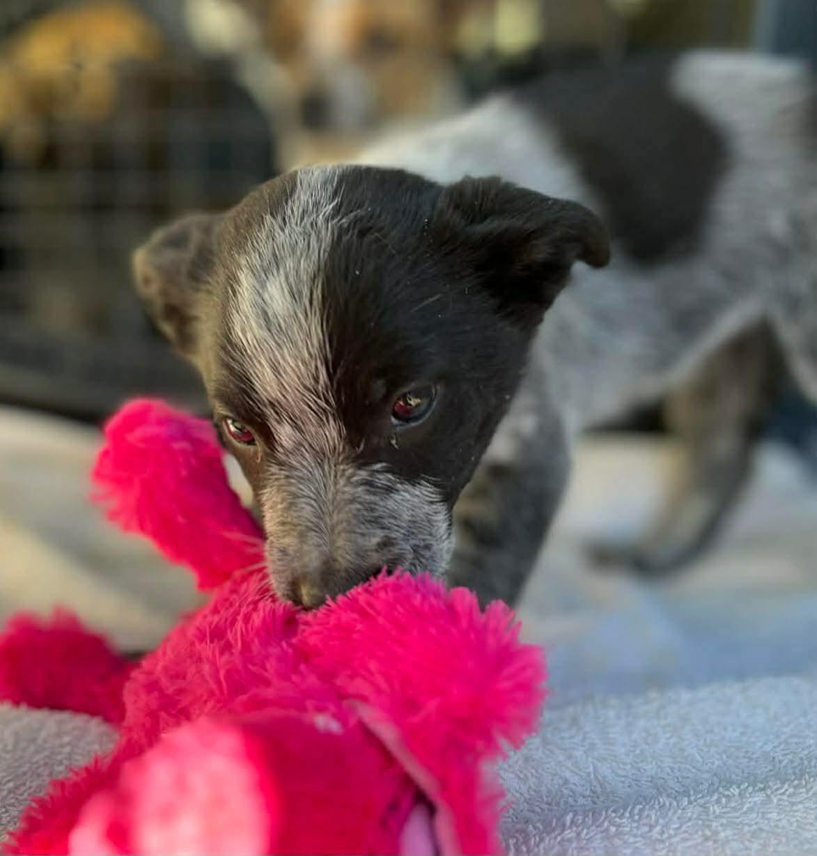 Enlarge Fern, a ADOPTABLE mixed breed in Centerville, TN image 3/3