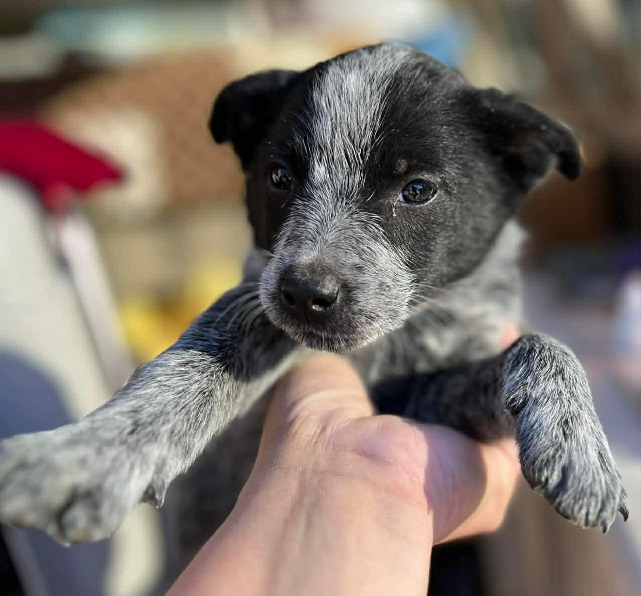 Enlarge Fern, a ADOPTABLE mixed breed in Centerville, TN image 1/3