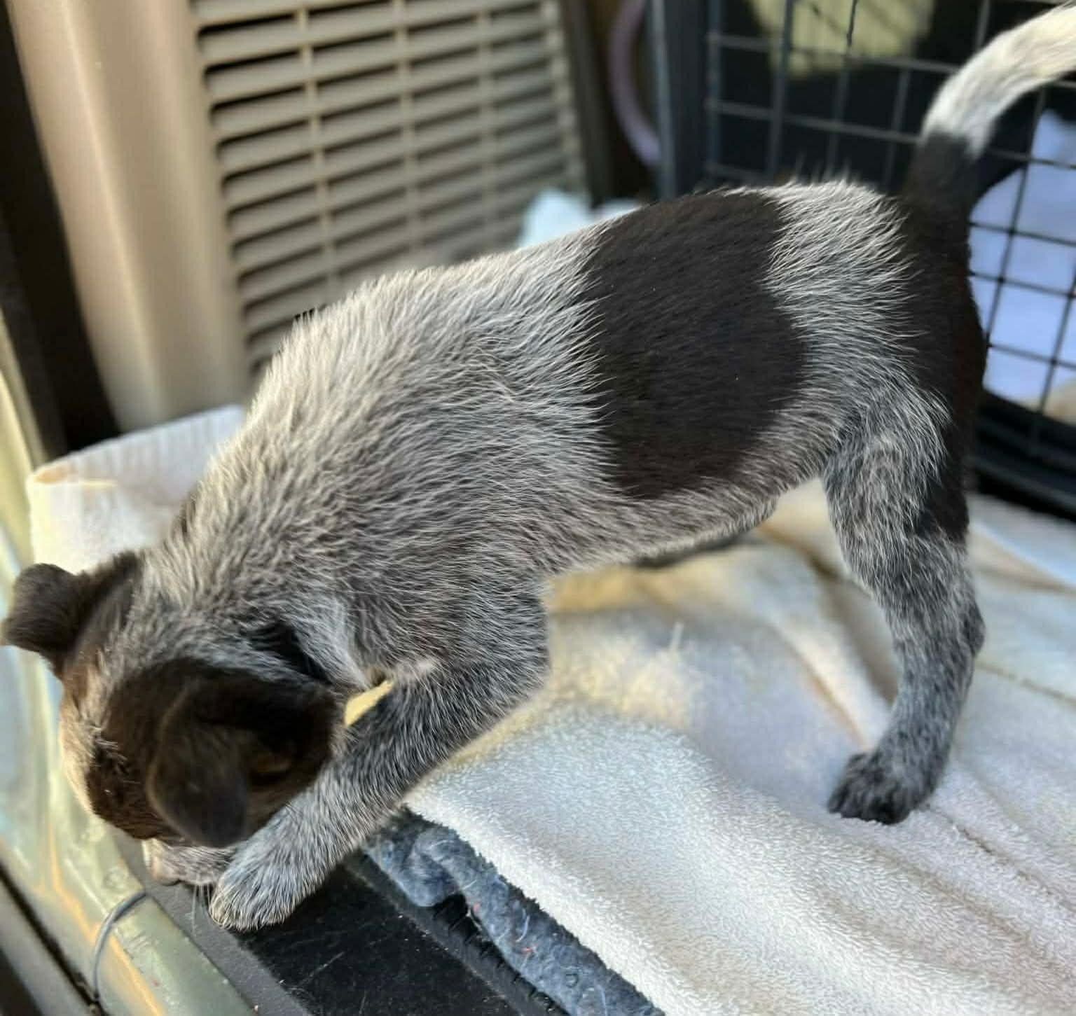 Enlarge Fern, a ADOPTABLE mixed breed in Centerville, TN image 2/3