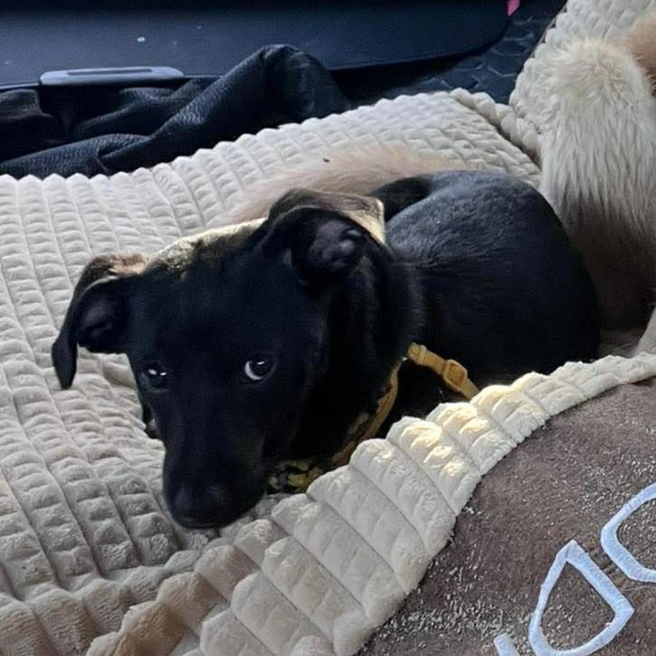Enlarge Boba, a Adoptable mixed breed in Baltimore, MD image 3/5
