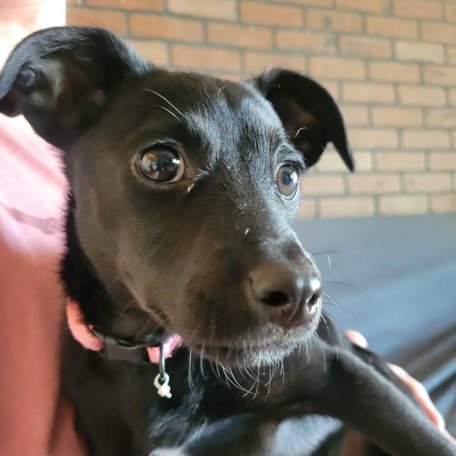 Enlarge Boba, a Adoptable mixed breed in Baltimore, MD image 2/5