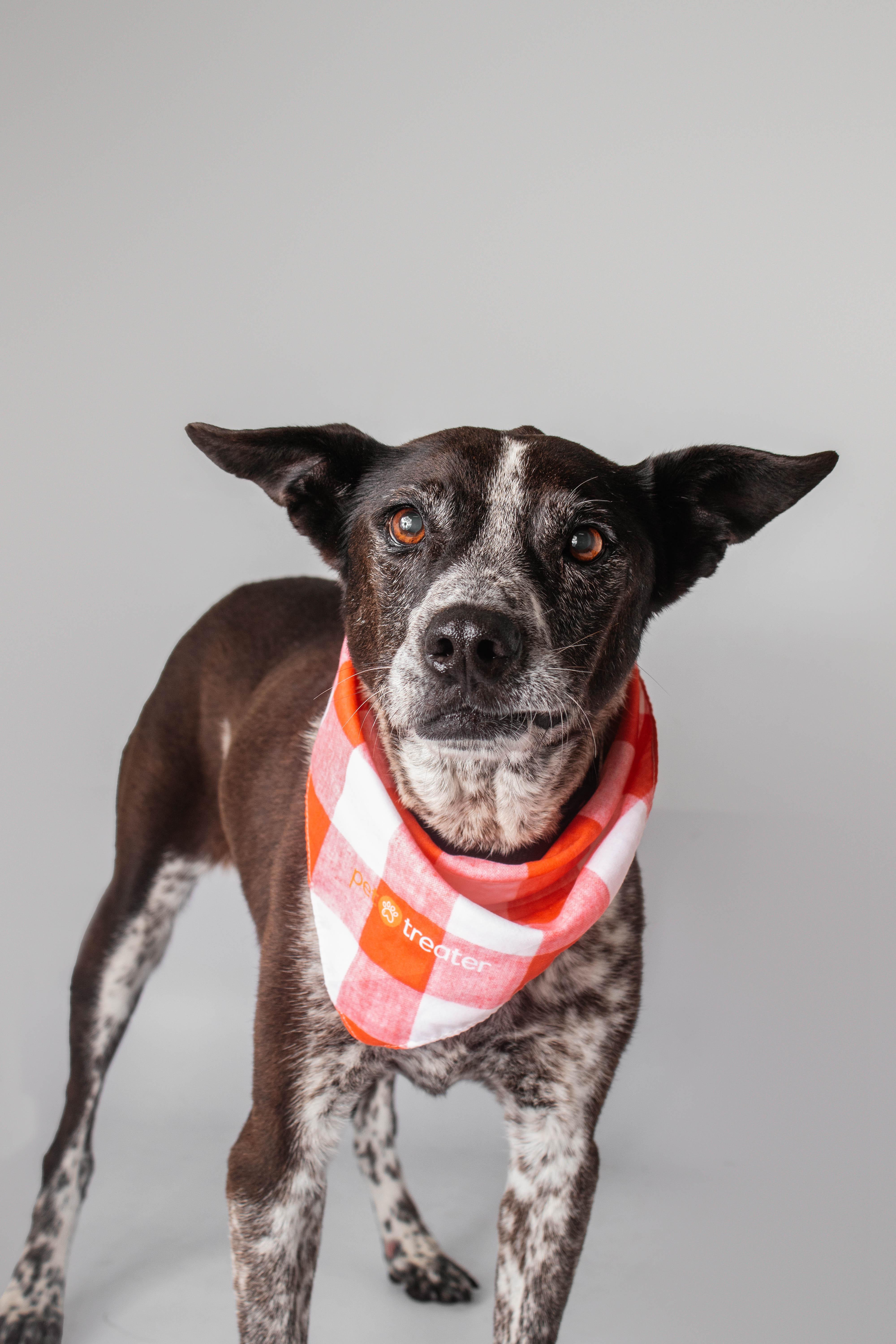 Dixie Rose, ADOPTABLE, Senior Female Australian Cattle Dog / Blue Heeler.