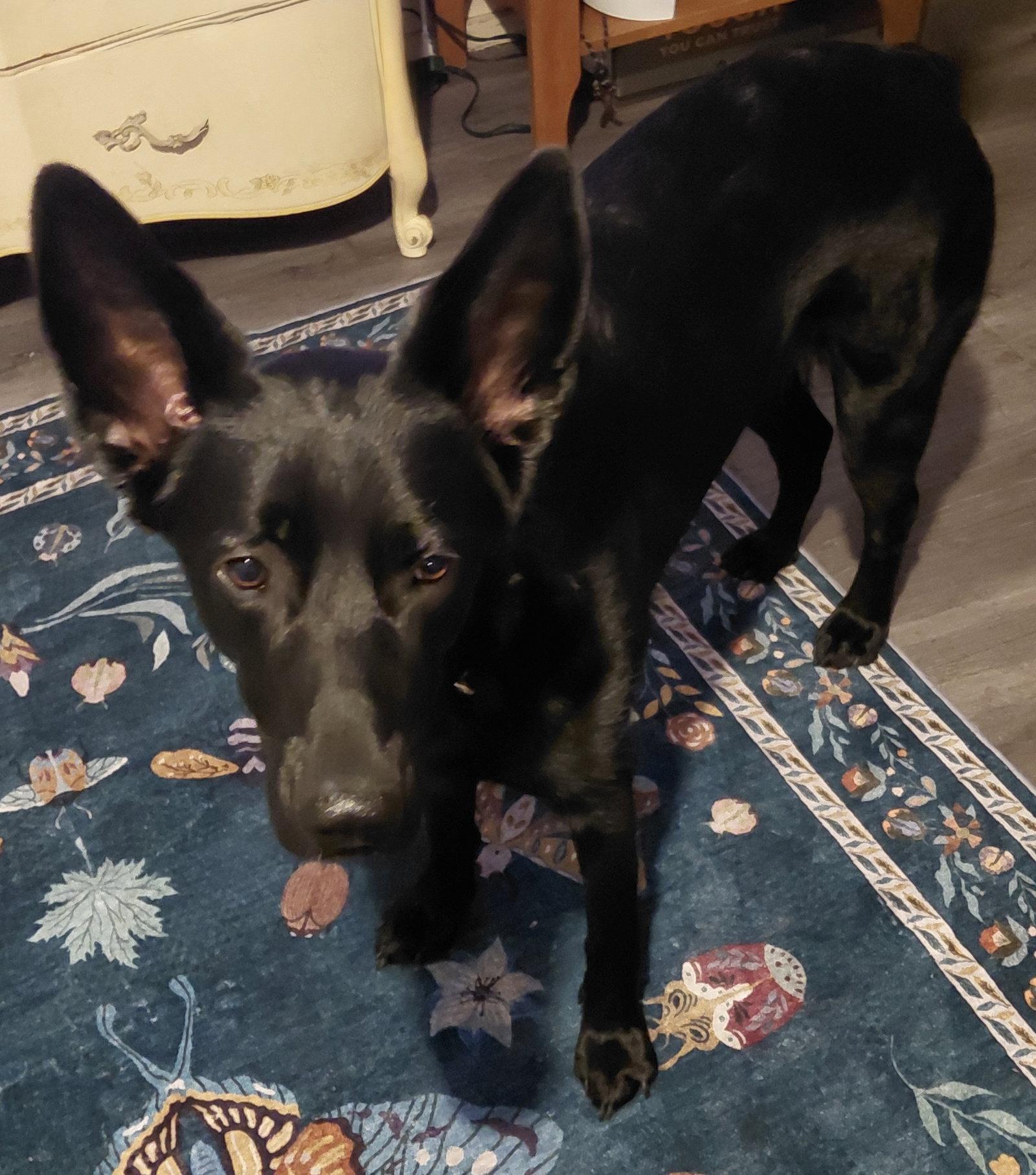Raven5, Adoptable, Adult Female German Shepherd Dog.