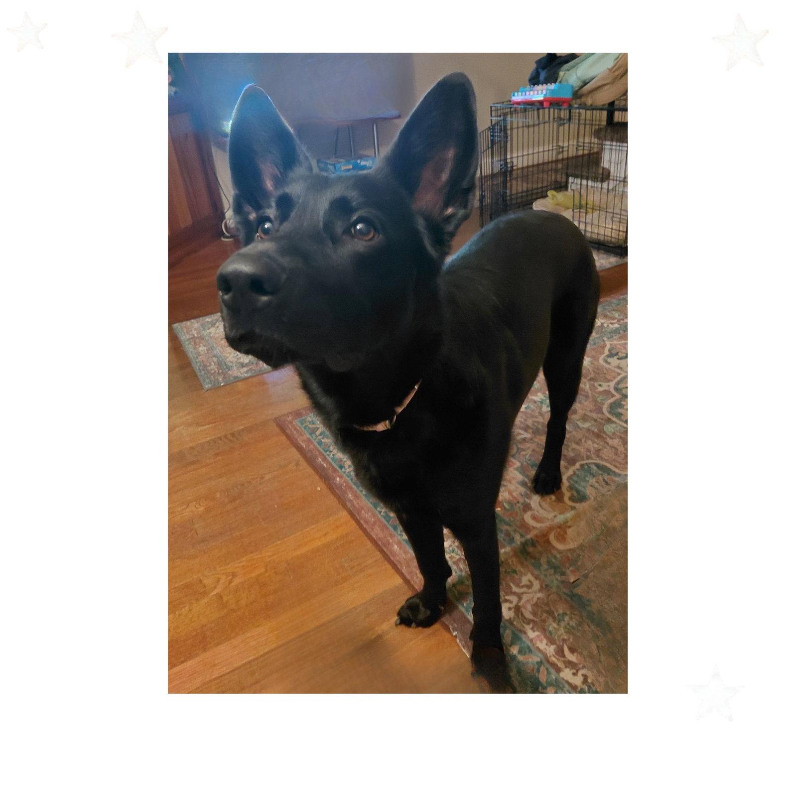 Enlarge Raven5, a Adoptable German Shepherd Dog in Baltimore, MD image 2/3