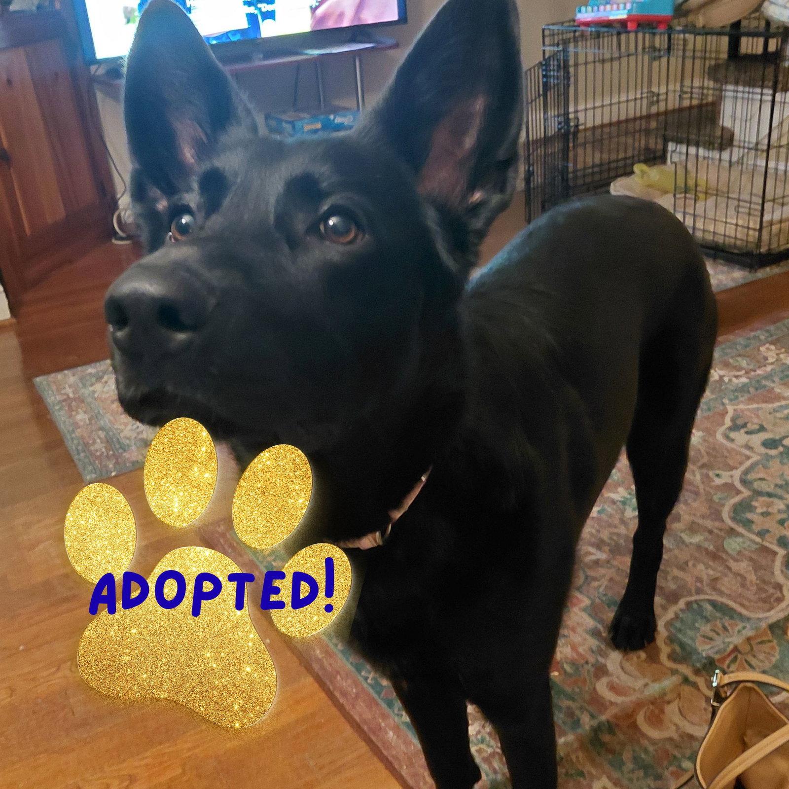 Enlarge Raven5, a Adoptable German Shepherd Dog in Baltimore, MD image 3/3