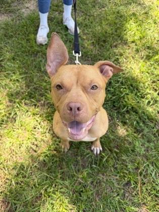Enlarge 07213B Cricket, a Adoptable mixed breed in North Charleston, SC image 1/3