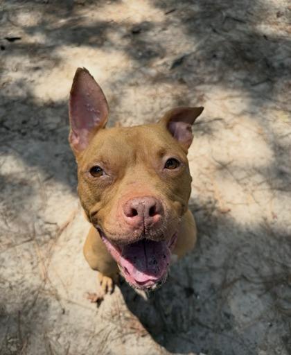 Enlarge 07213B Cricket, a Adoptable mixed breed in North Charleston, SC image 2/3