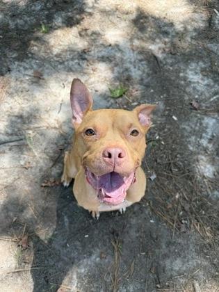 Enlarge 07213B Cricket, a Adoptable mixed breed in North Charleston, SC image 3/3