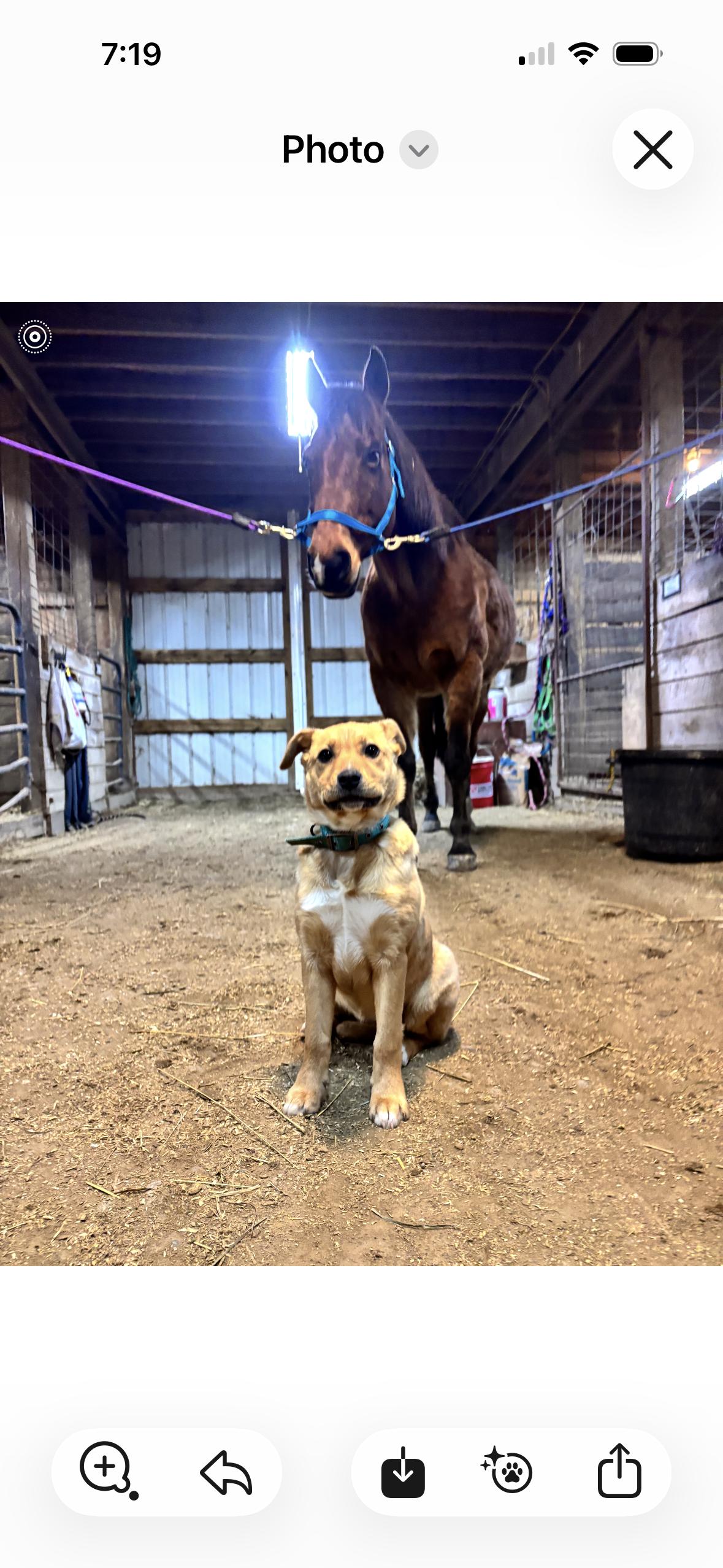 Freda, a ADOPTABLE mixed breed in Philadelphia, PA image 3/4