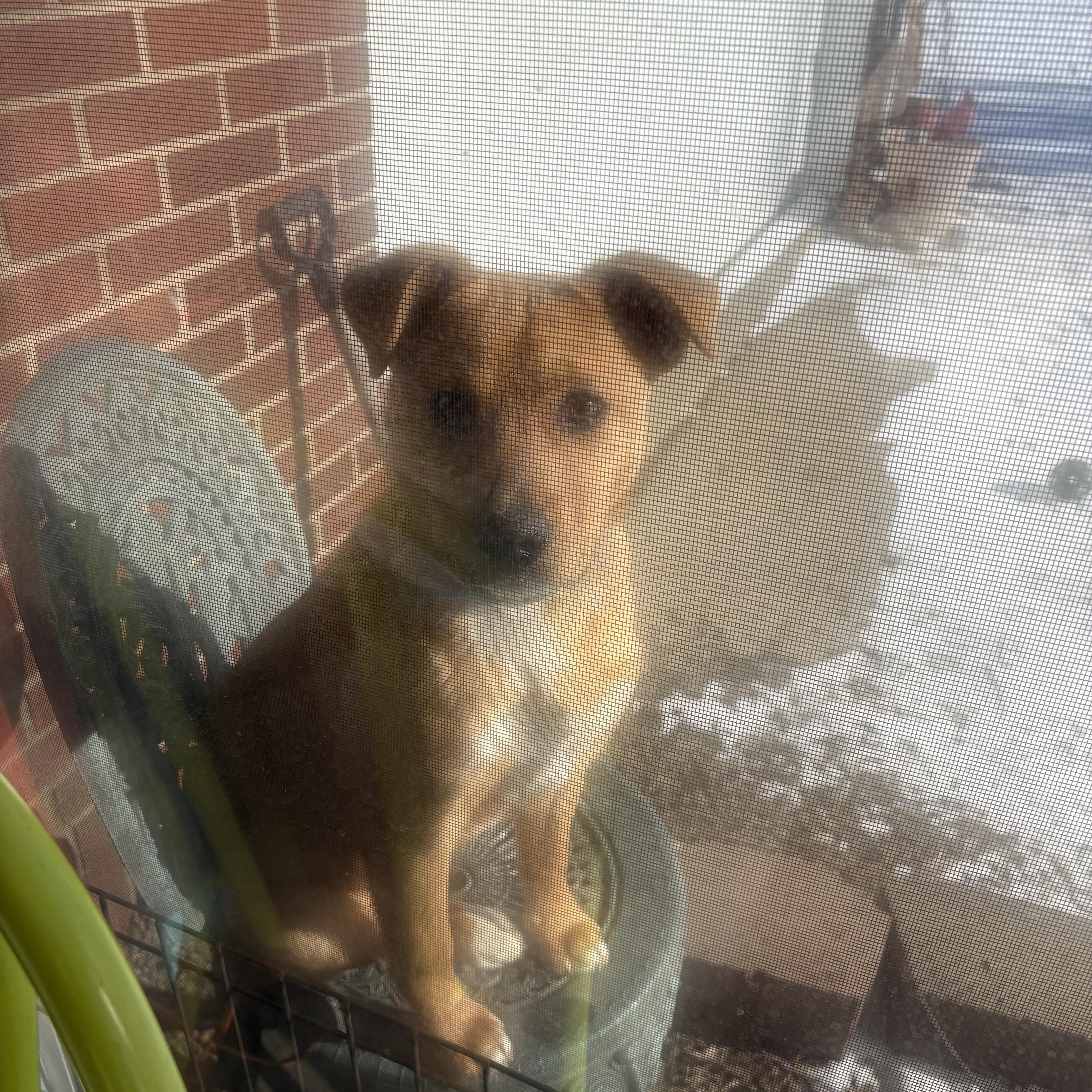 Freda, ADOPTABLE, Puppy Female Australian Cattle Dog / Blue Heeler.