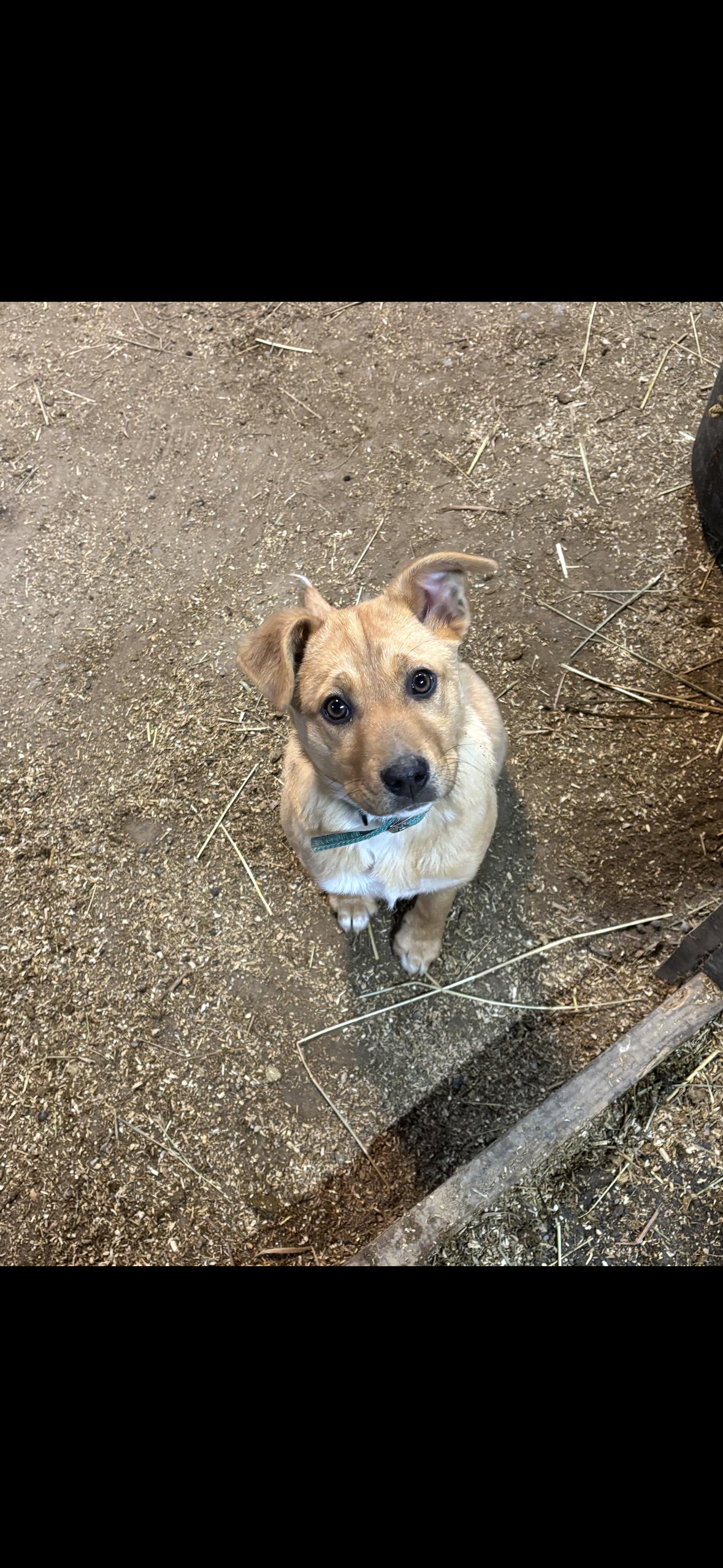 Freda, a ADOPTABLE mixed breed in Philadelphia, PA image 2/4
