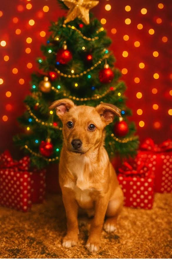 Freda, ADOPTABLE, Puppy Female Australian Cattle Dog / Blue Heeler.