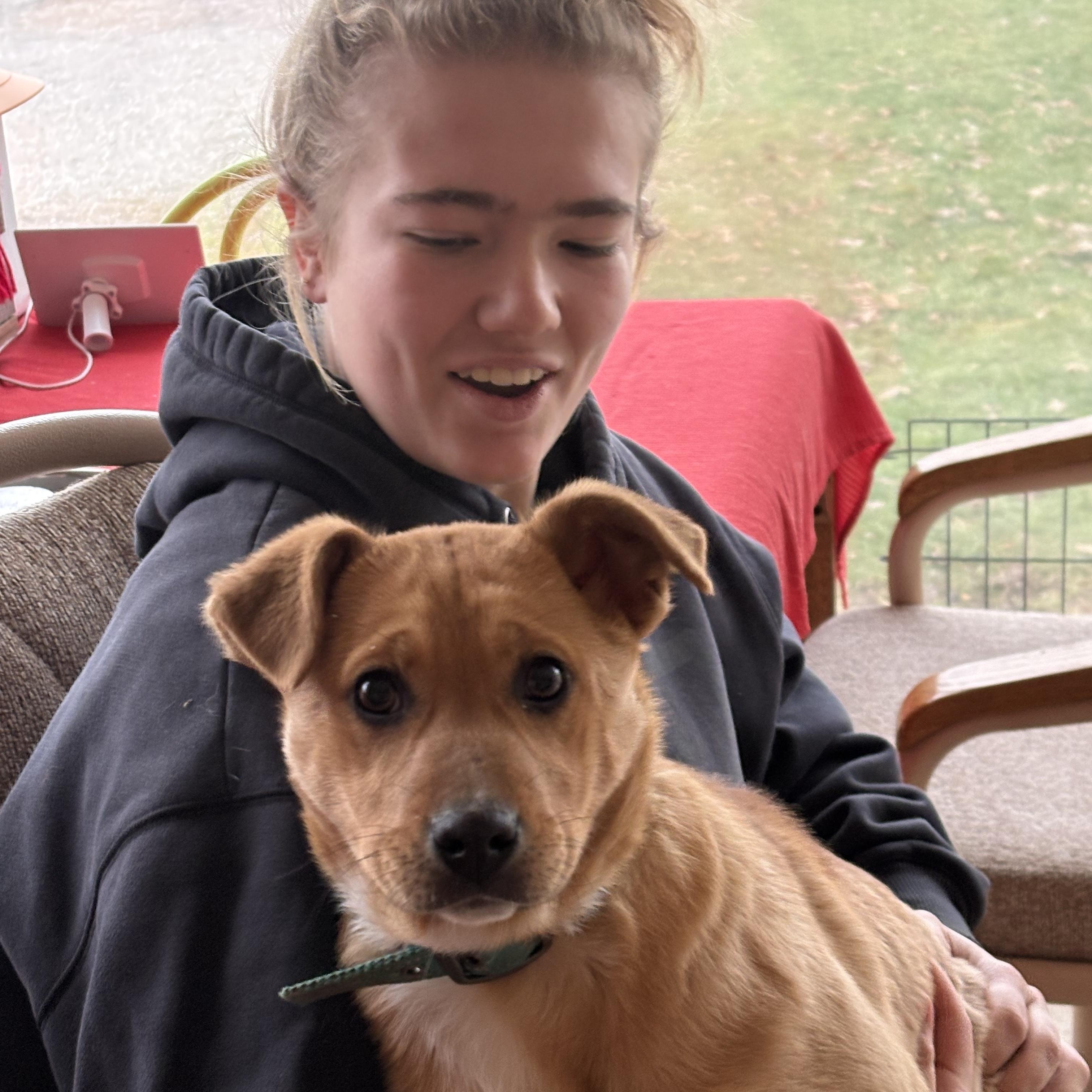 Freda, ADOPTABLE, Puppy Female Australian Cattle Dog / Blue Heeler.