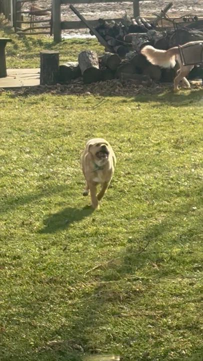 Enlarge Freda, a ADOPTABLE mixed breed in Philadelphia, PA video 4/4