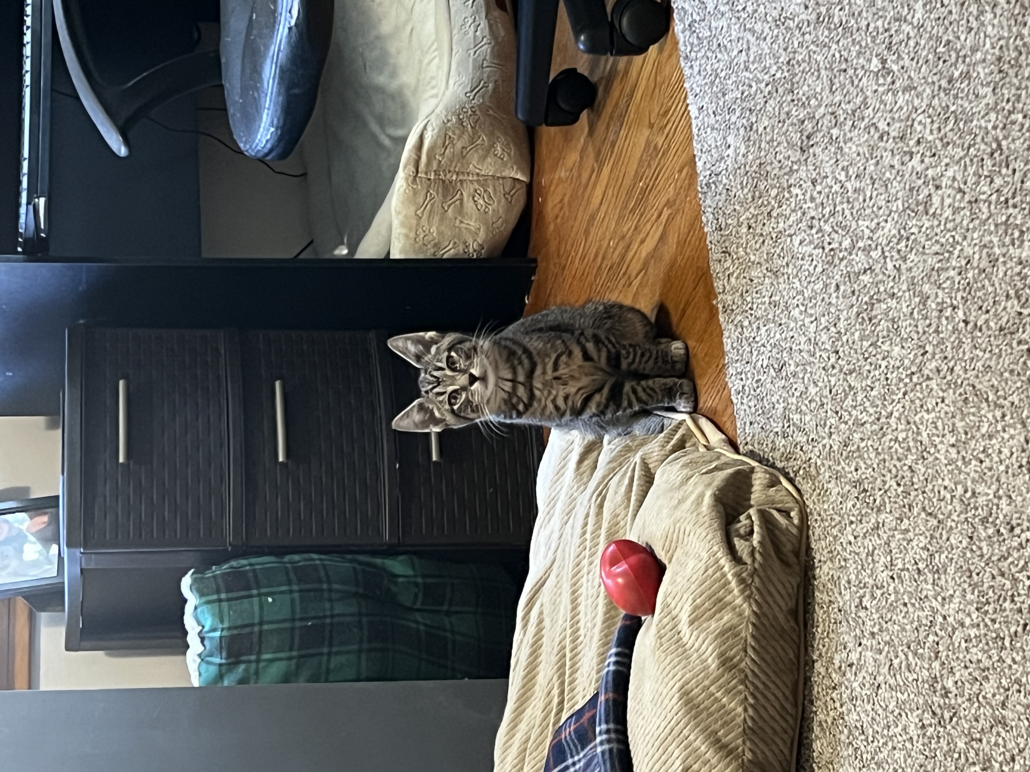 Cat for adoption Tippee, a Domestic Short Hair in Canal Fulton, OH