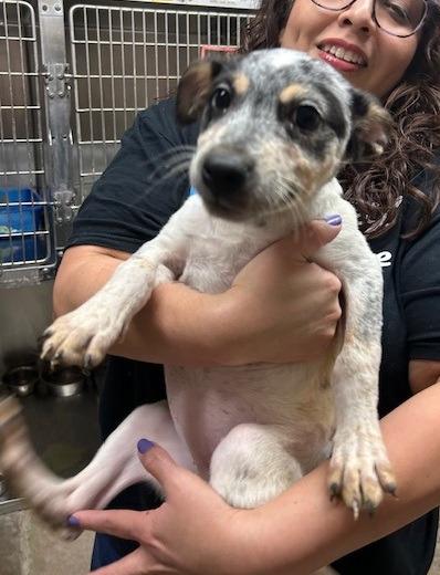 Tilly, Adoptable, Puppy Female Australian Cattle Dog / Blue Heeler.