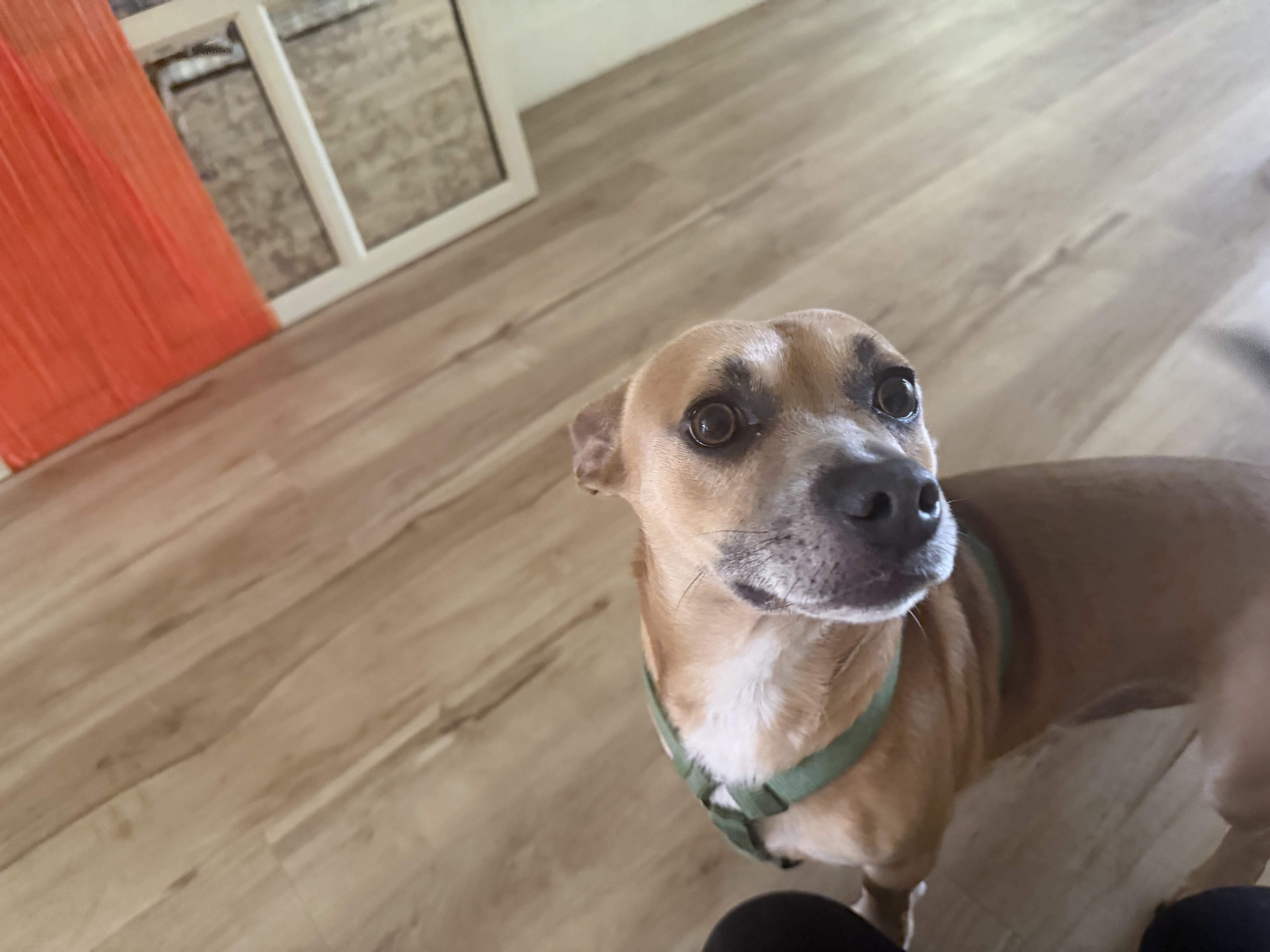 Enlarge Wilson, a Adoptable mixed breed in Bonita Springs, FL image 4/4