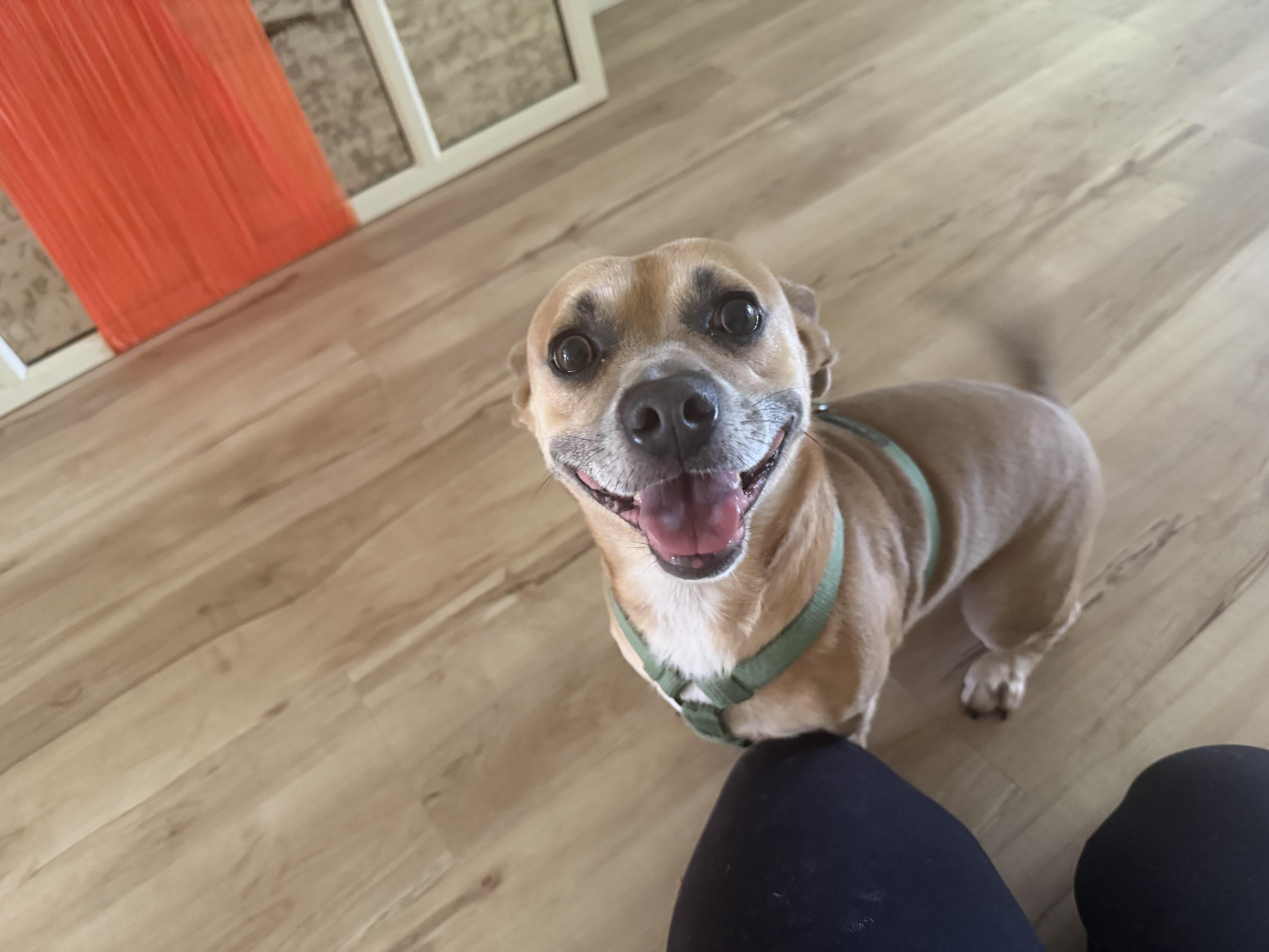 Enlarge Wilson, a Adoptable mixed breed in Bonita Springs, FL image 1/4