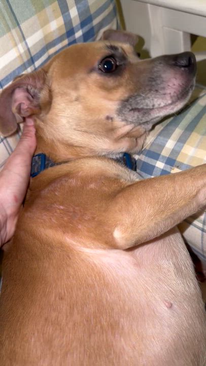 Enlarge Wilson, a Adoptable mixed breed in Bonita Springs, FL video 2/4