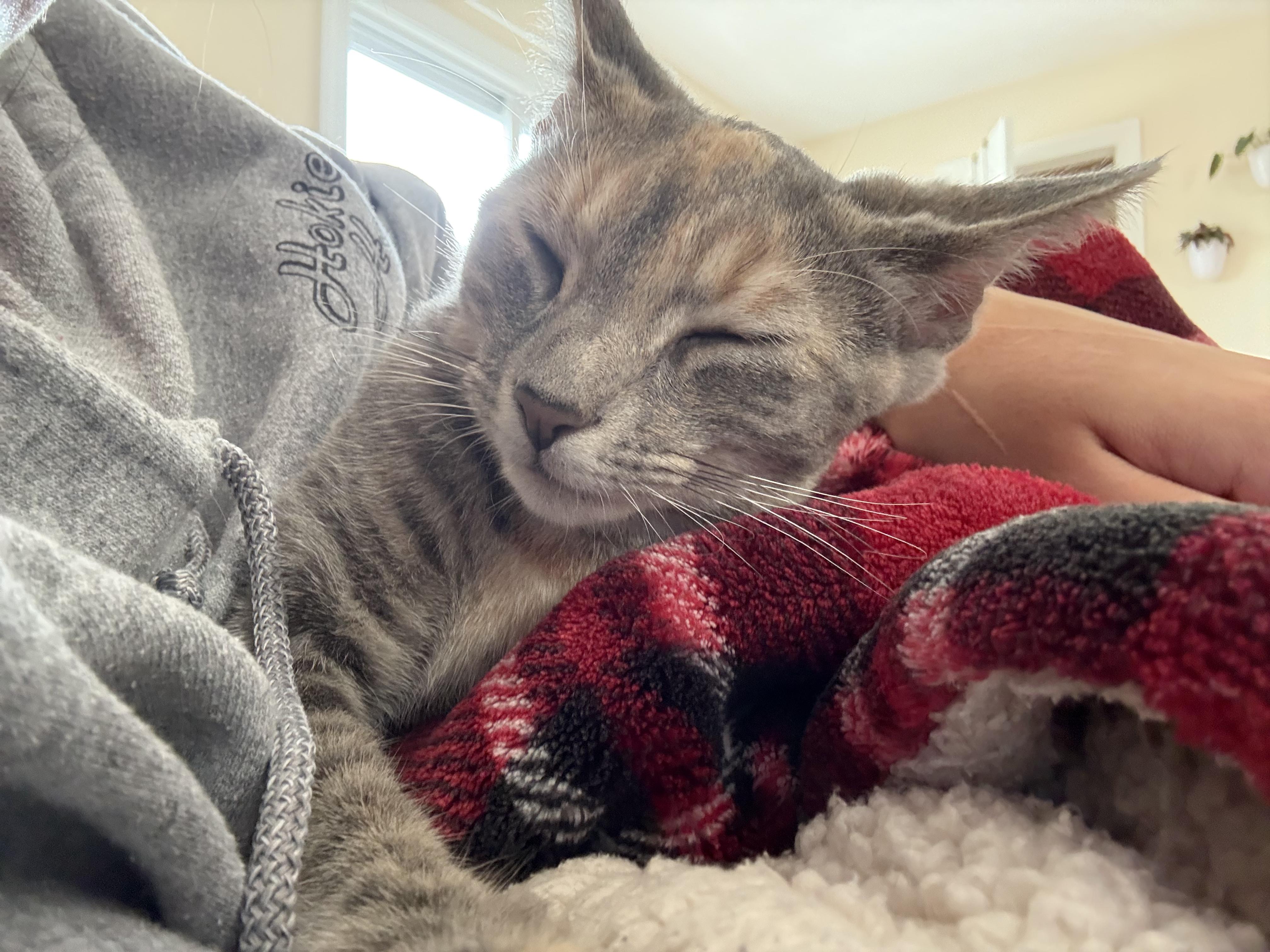 Enlarge Dust, a Adoptable mixed breed in Blacksburg, VA image 3/6