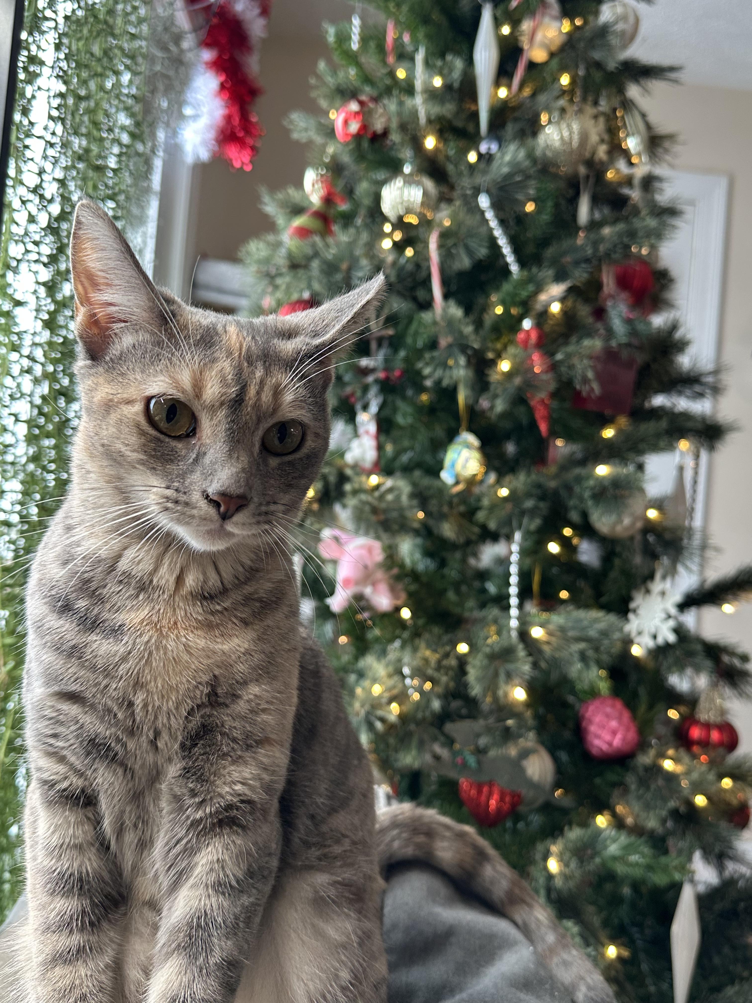 Enlarge Dust, a Adoptable mixed breed in Blacksburg, VA image 4/6