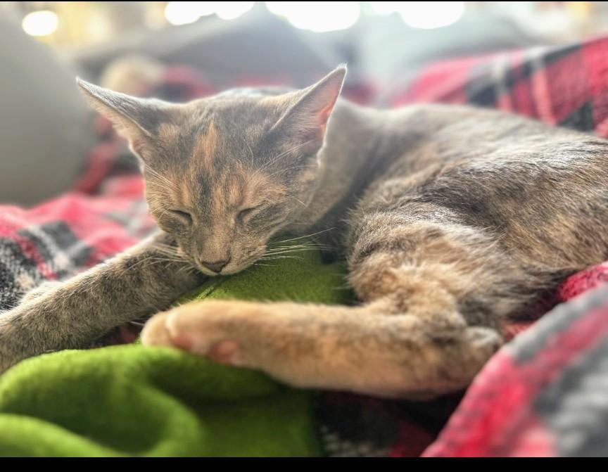 Enlarge Dust, a Adoptable mixed breed in Blacksburg, VA image 5/6