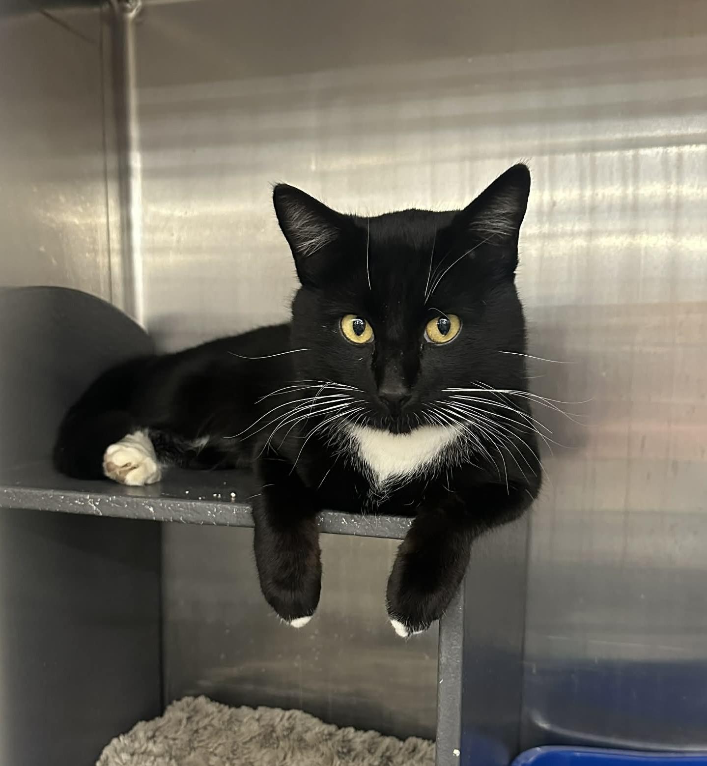 Biggie Smalls, adopted, Adult Male Domestic Short Hair.