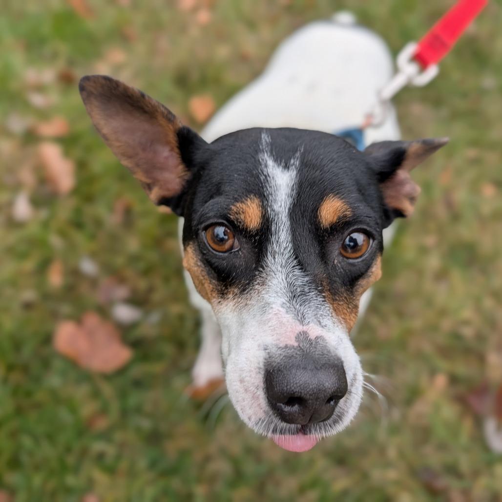 Violet, adoptable, Adult Female Jack Russell Terrier & Mixed Breed.