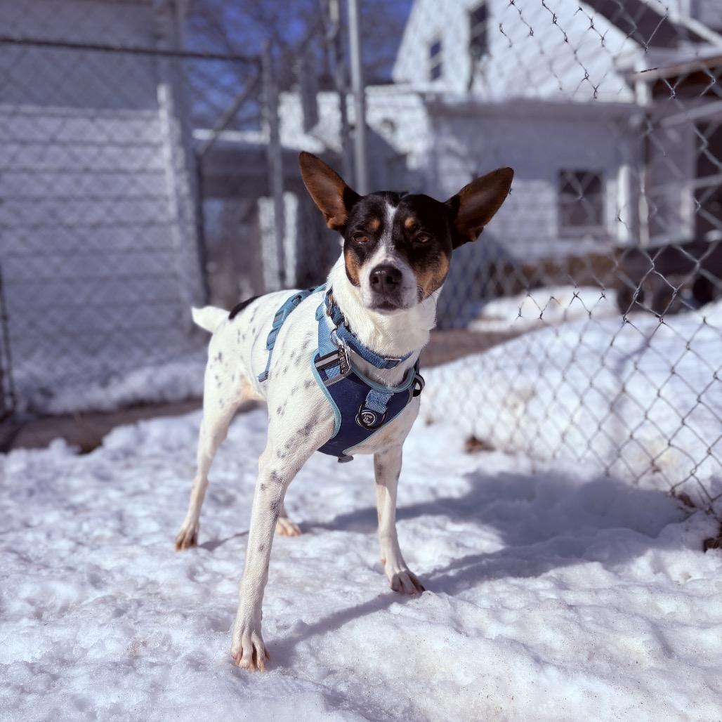 Enlarge Violet, an adoptable mixed breed in Fenton, MI image 1/4