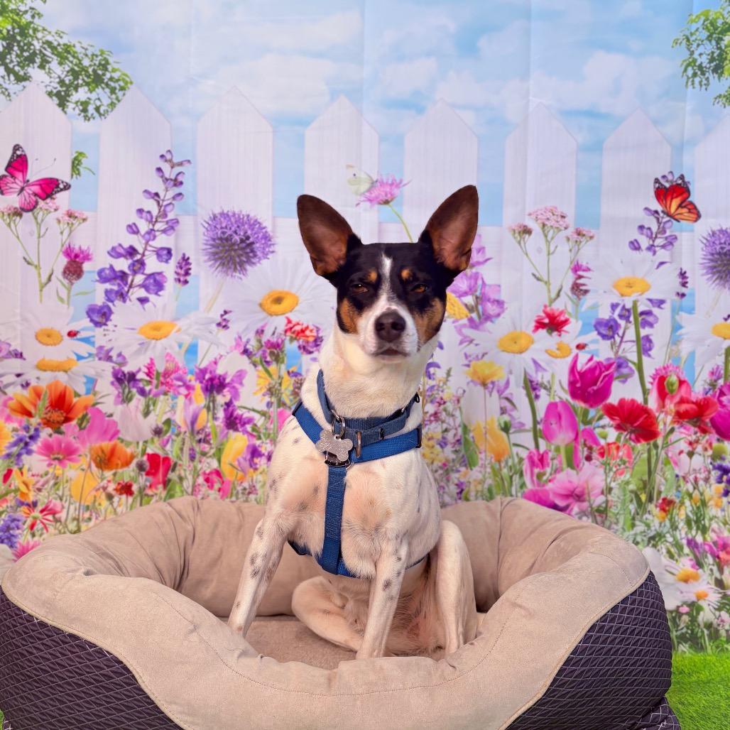 Enlarge Violet, an adoptable mixed breed in Fenton, MI image 2/4