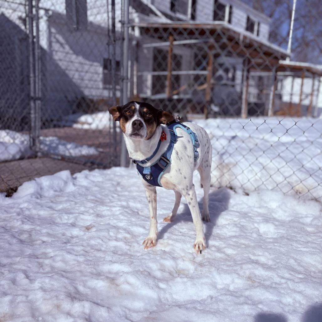 Enlarge Violet, an adoptable mixed breed in Fenton, MI image 4/4