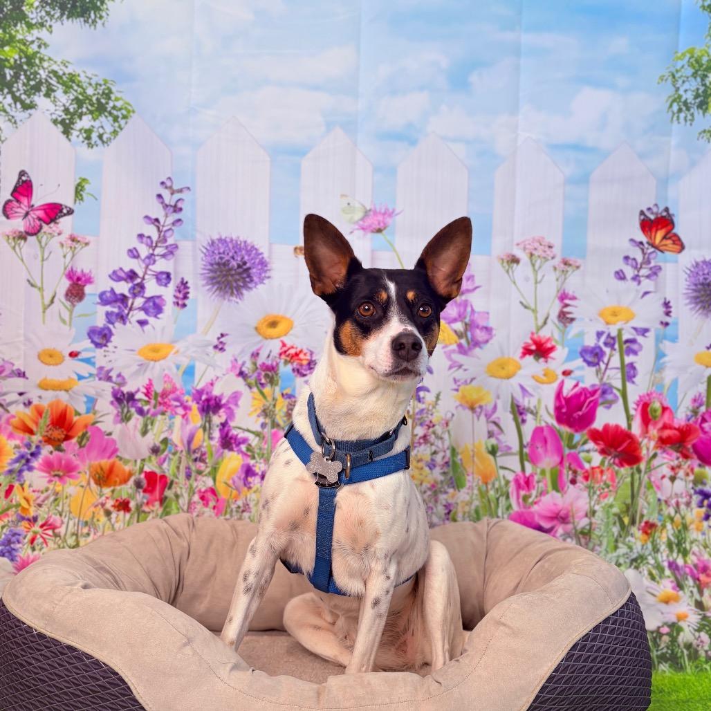 Enlarge Violet, an adoptable mixed breed in Fenton, MI image 4/4