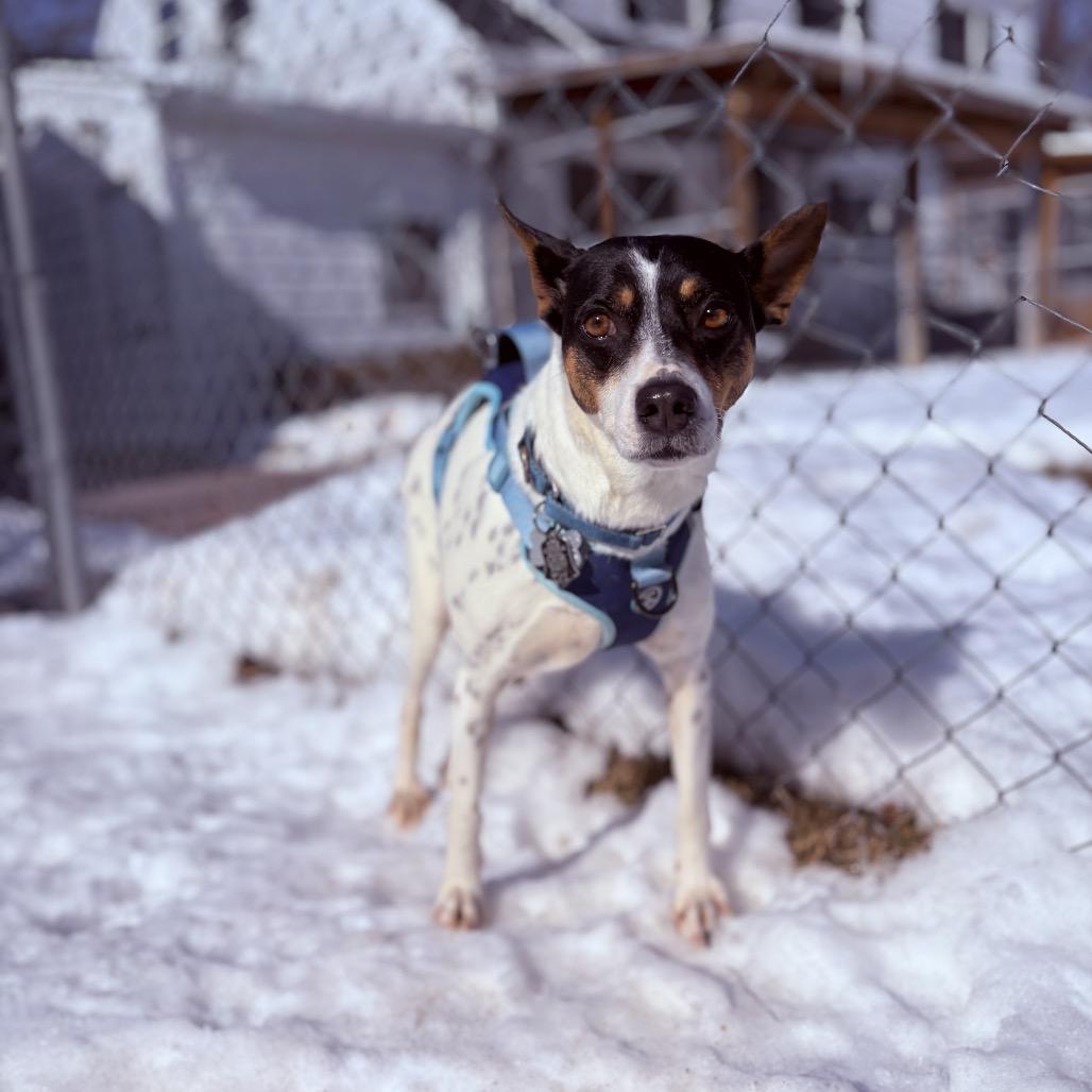 Enlarge Violet, an adoptable mixed breed in Fenton, MI image 3/4
