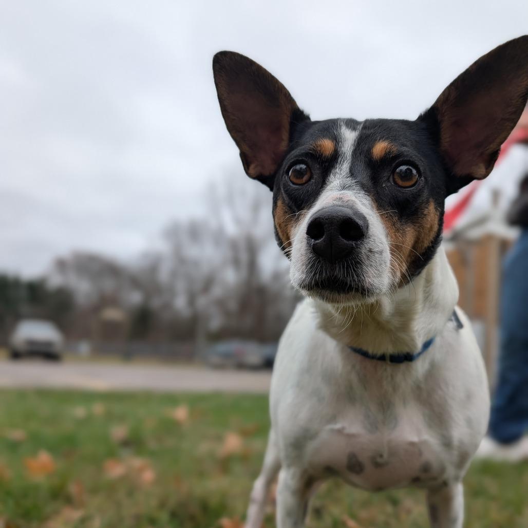 Enlarge Violet, an adoptable mixed breed in Fenton, MI image 2/2