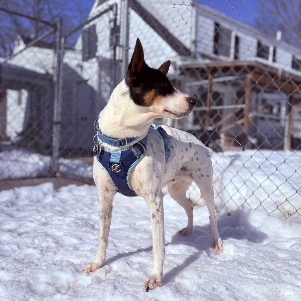 Enlarge Violet, an adoptable mixed breed in Fenton, MI image 2/4