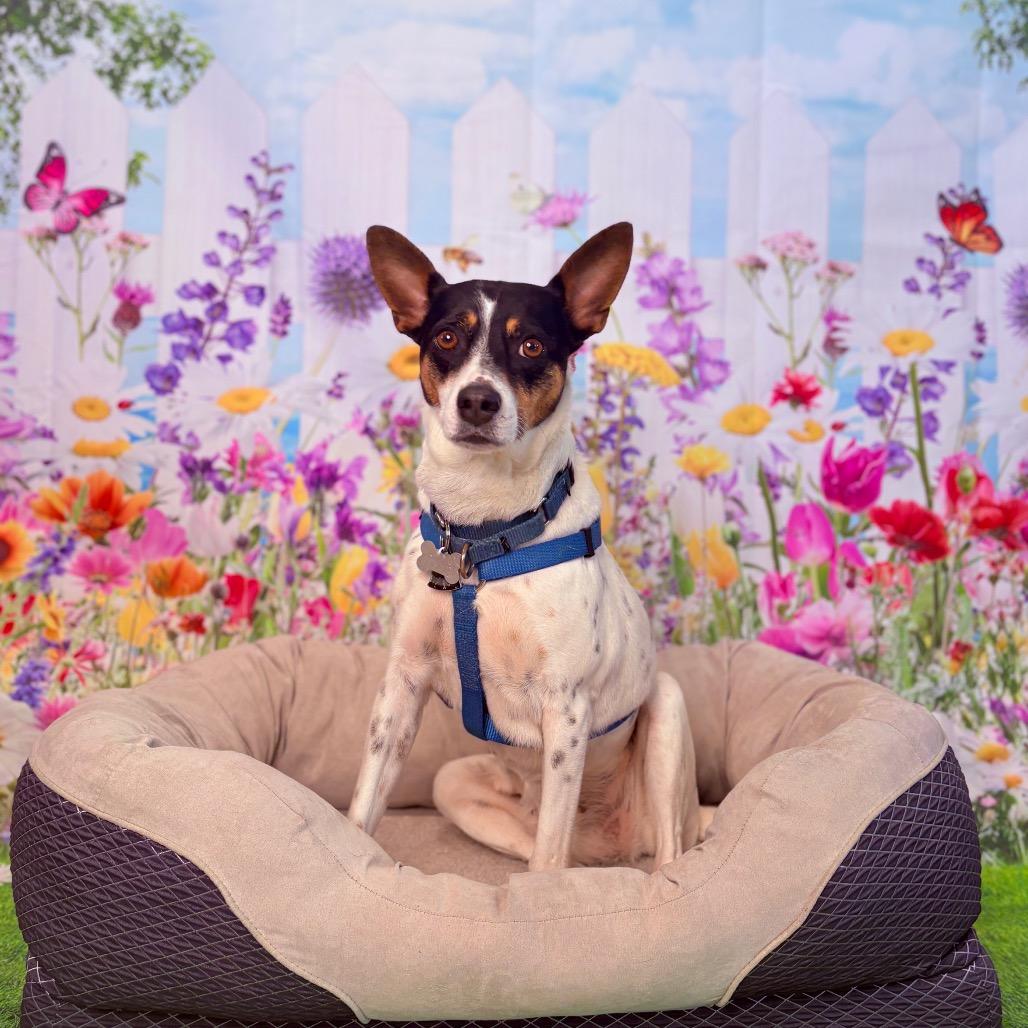 Violet, adoptable, Adult Female Jack Russell Terrier & Mixed Breed.