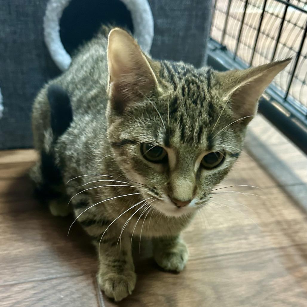 Holly, Adoptable, Kitten Female Domestic Short Hair.