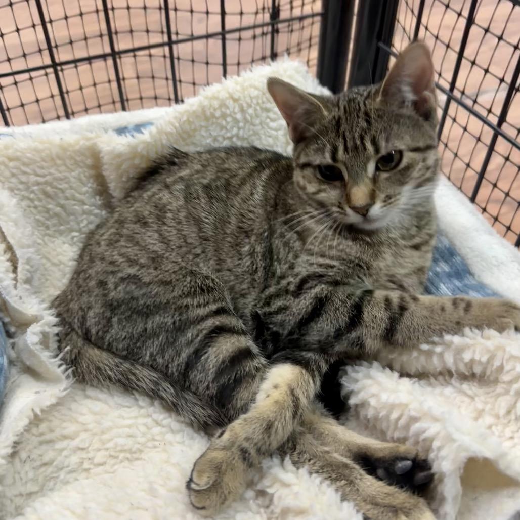 Enlarge Holly, a Adoptable Domestic Short Hair in Saratoga Springs, NY image 2/3